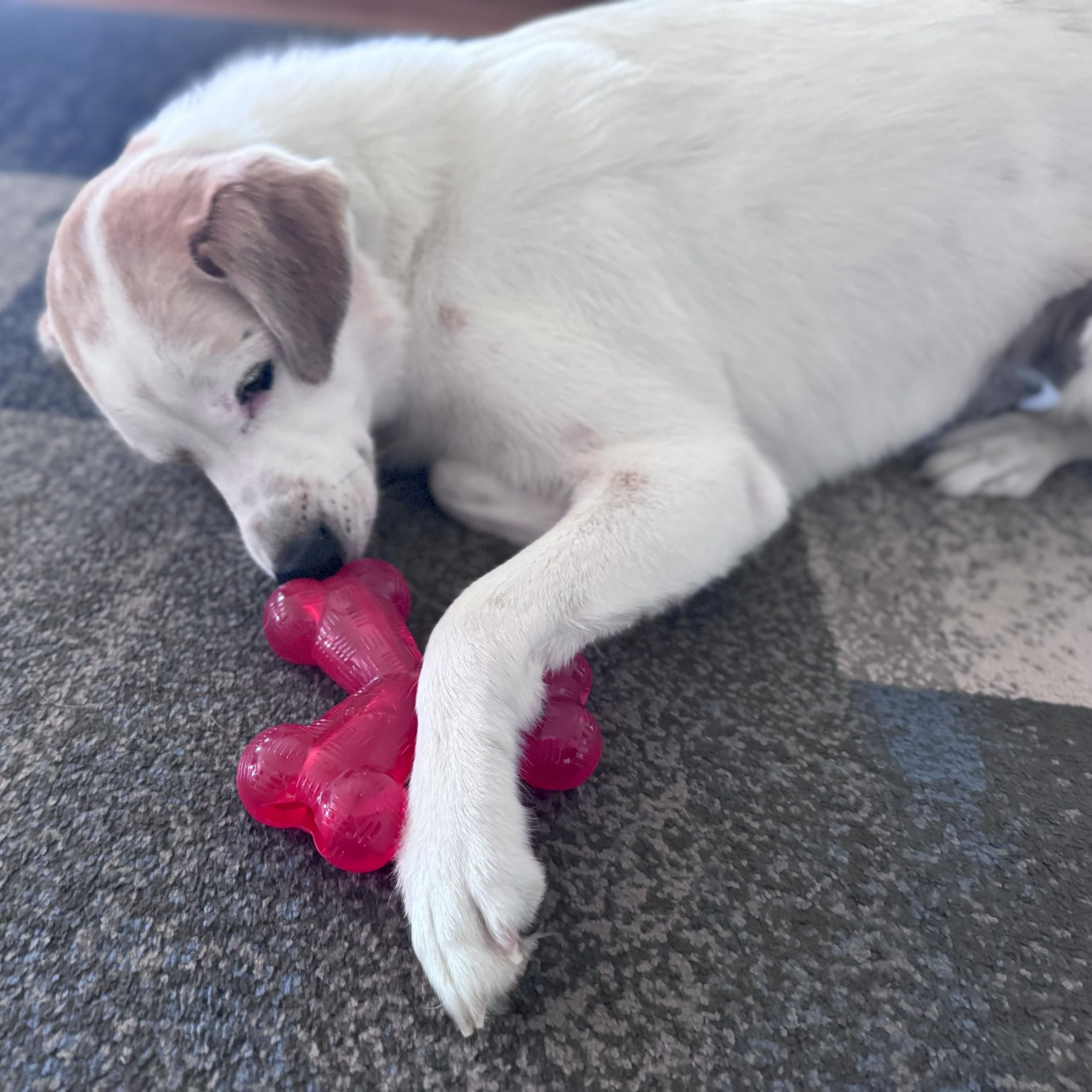 SPOT Play Strong Trident Bone treat-filled hollow center for engagement