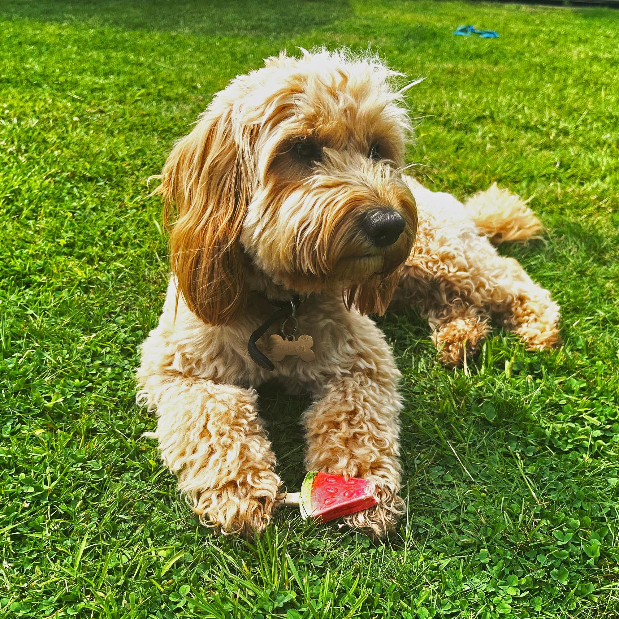 SPOT Pup Ice dog enjoying a frozen lolly during playtime.