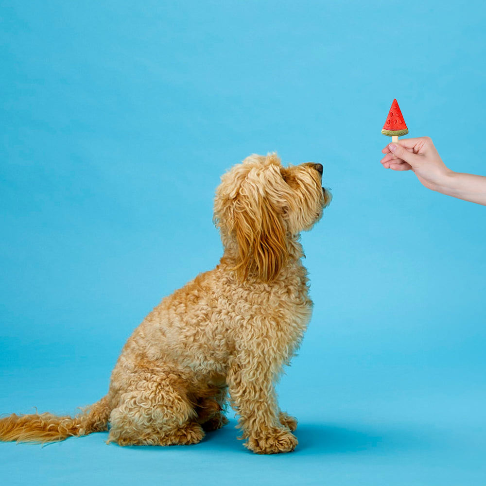 SPOT Pup Ice prebiotic blend supports digestive wellness.