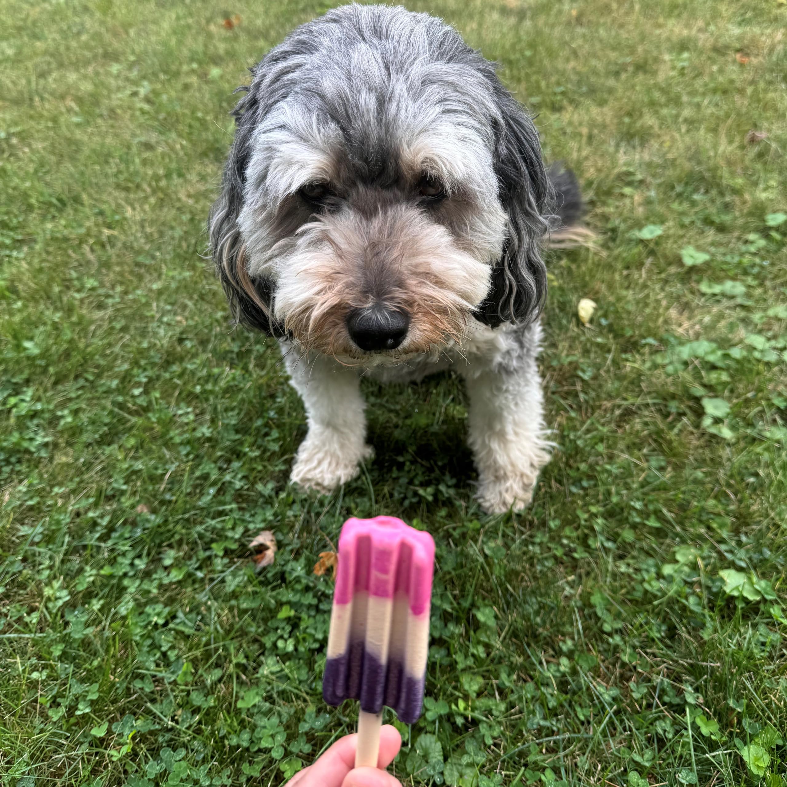 SPOT Pup Ice summer treat time on porch aids boredom relief.