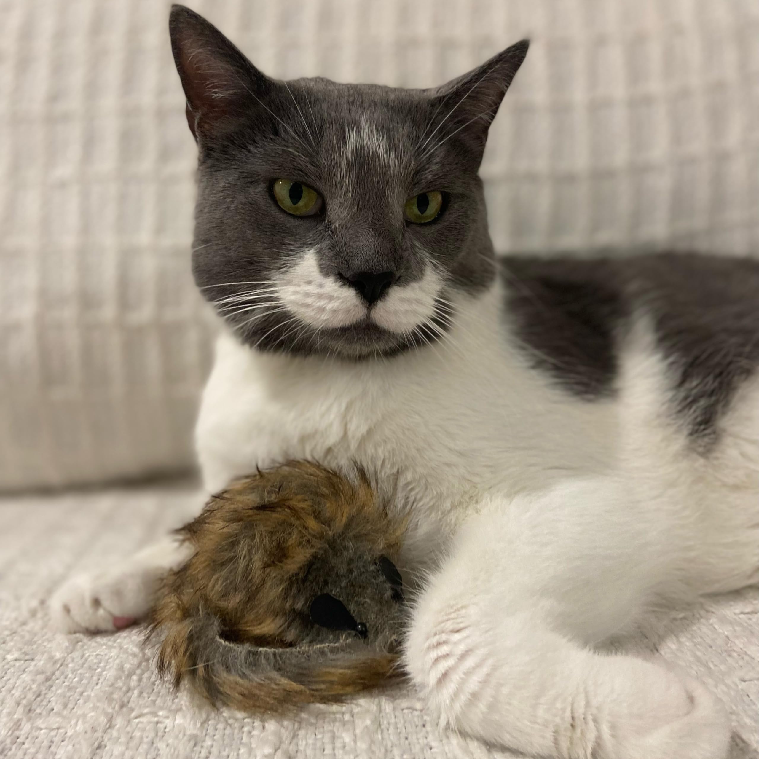 SPOT Shaggy Plush Giant Mouse fuzzy-plush texture for gentle batting