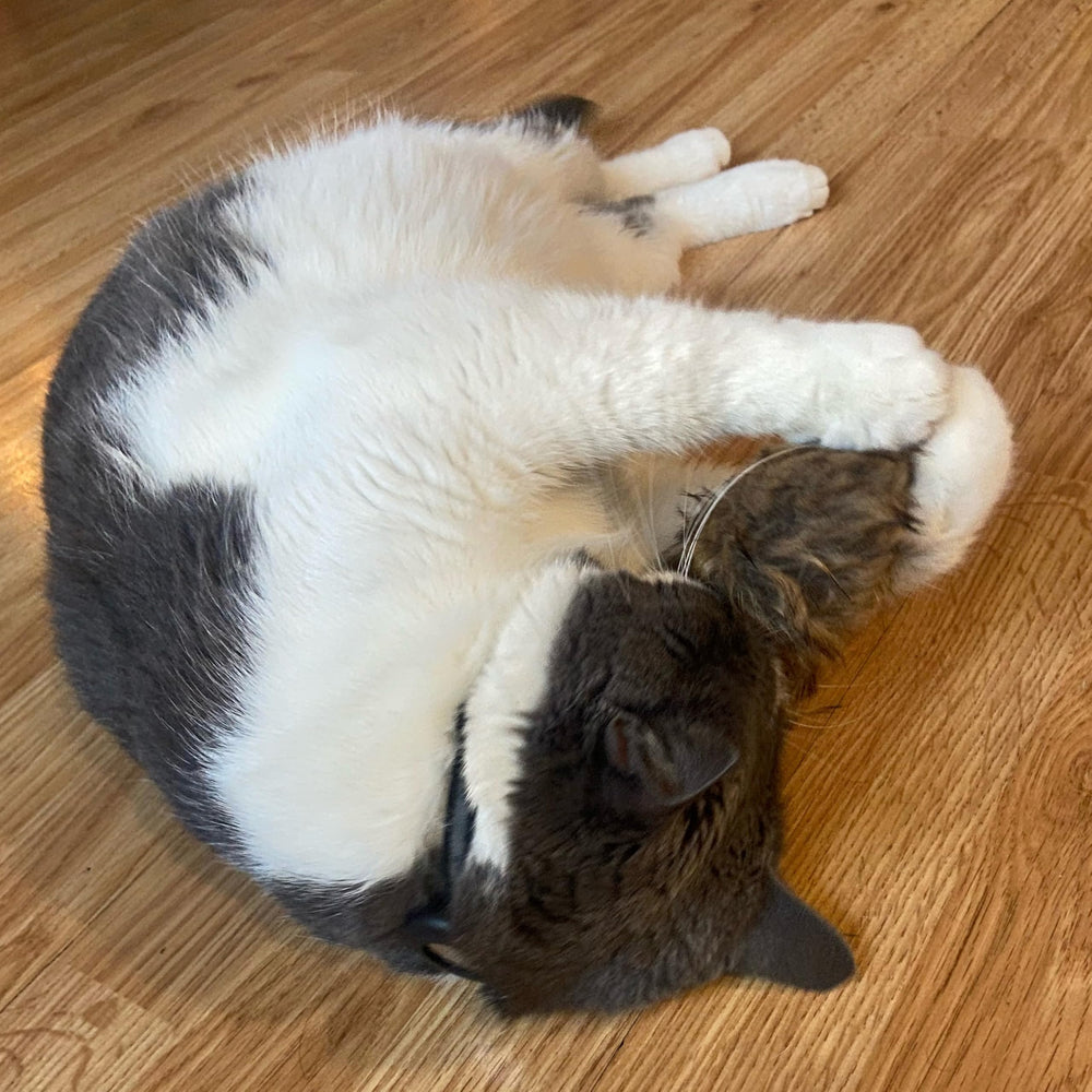 SPOT Shaggy Plush Giant Mouse in packaging for gifting