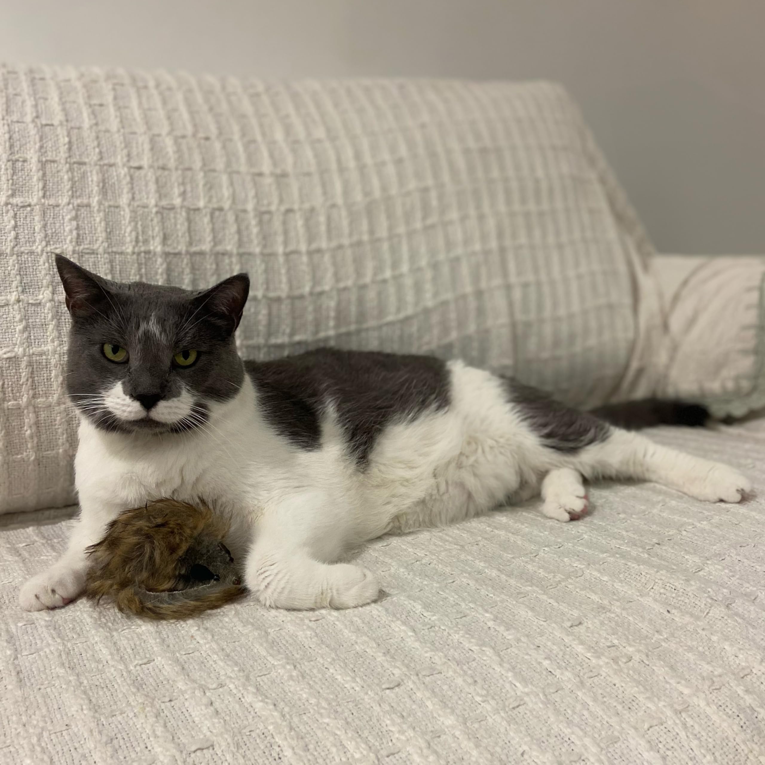 SPOT Shaggy Plush Giant Mouse kid-friendly toy for kittens and cats