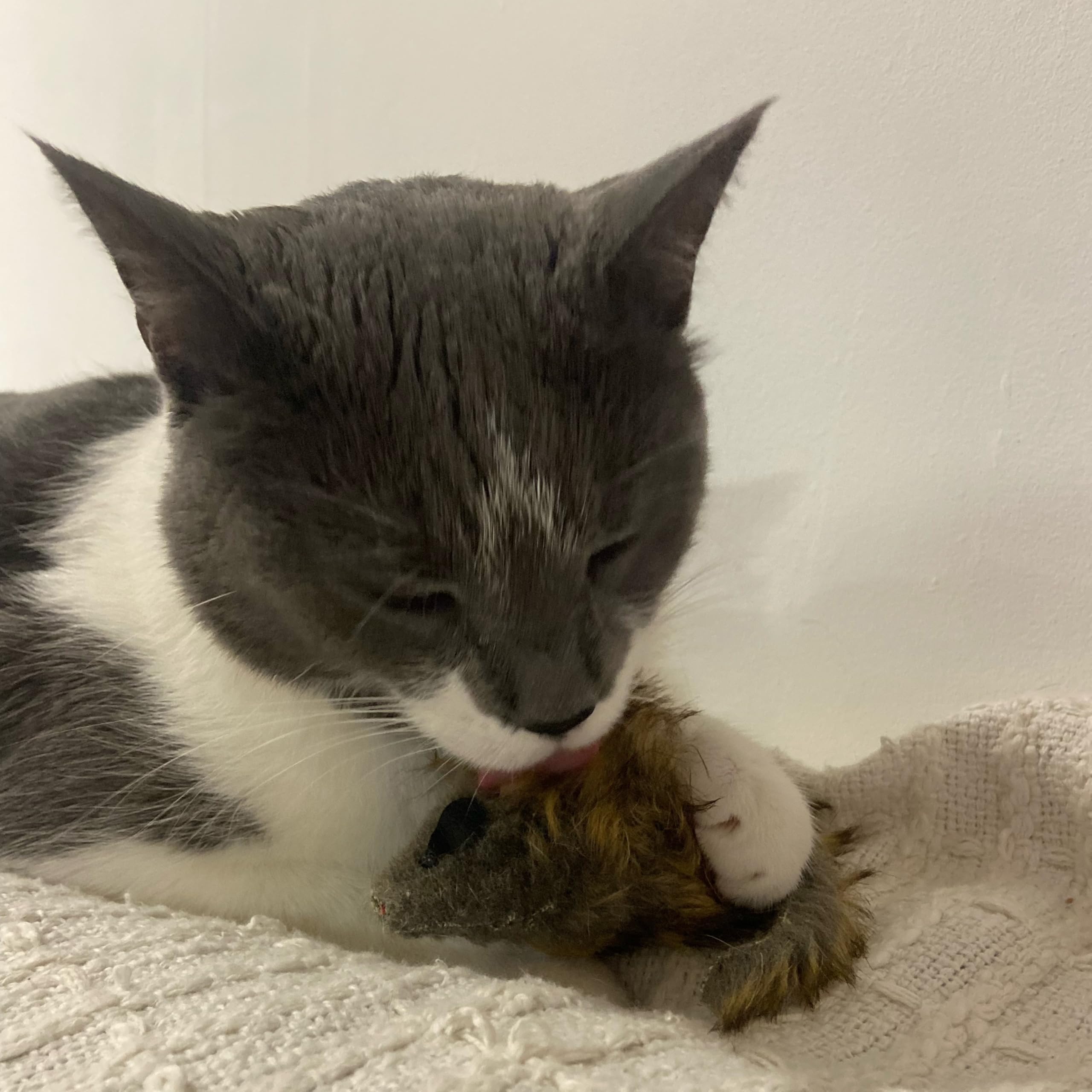 SPOT Shaggy Plush Giant Mouse multiple-angle view showing soft surface
