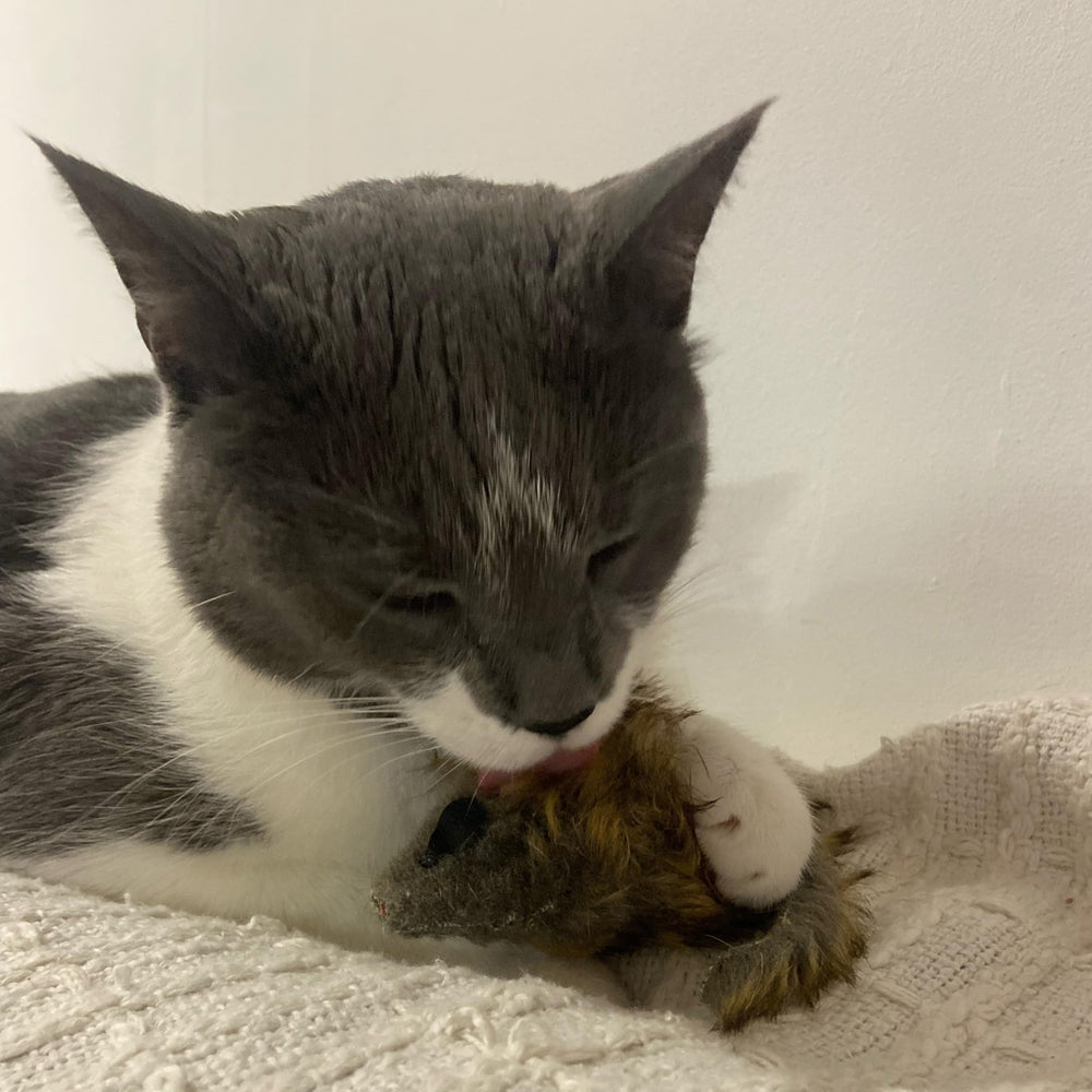 SPOT Shaggy Plush Giant Mouse multiple-angle view showing soft surface
