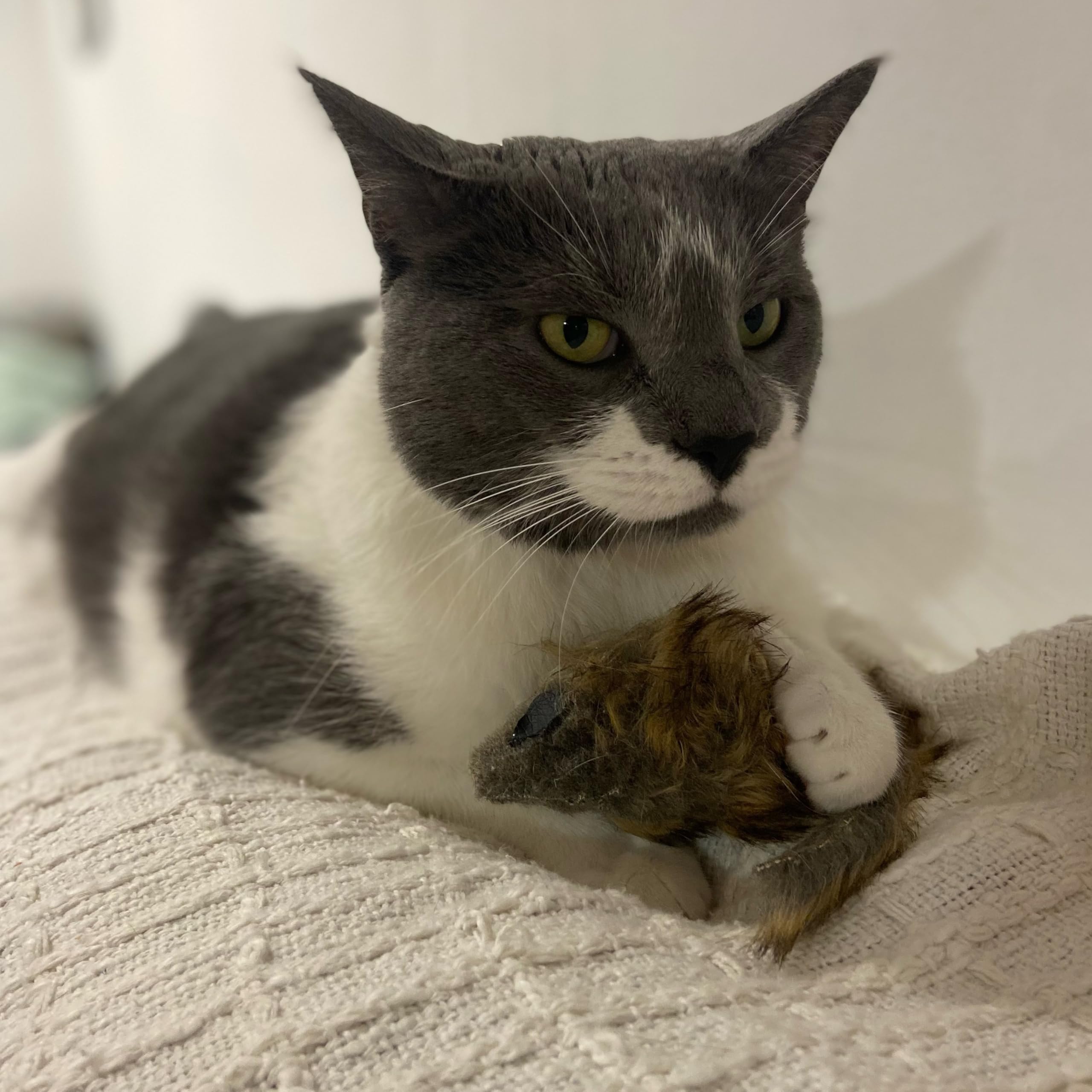 SPOT Shaggy Plush Giant Mouse pouncing action captured for dynamic play sessions
