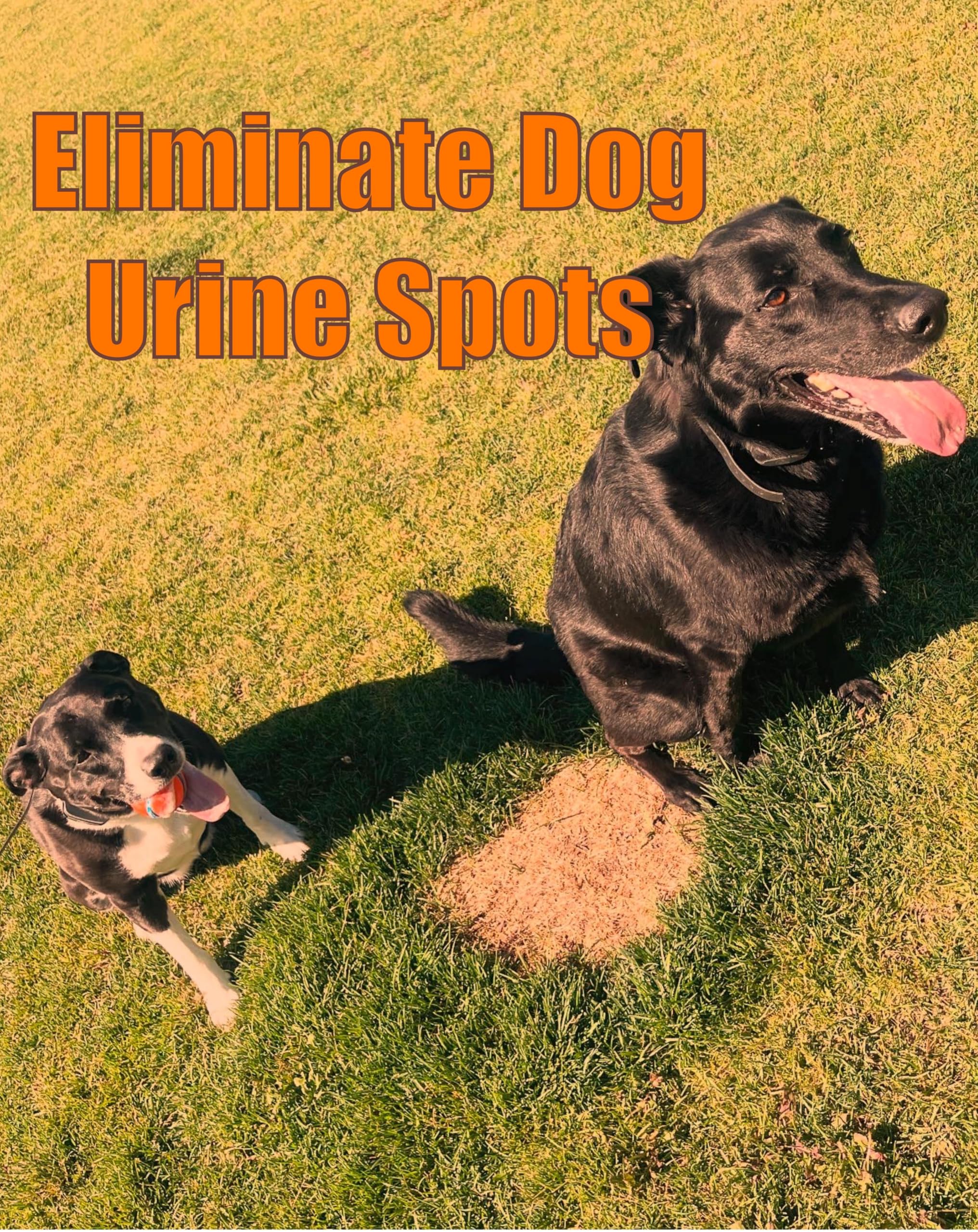 Volcanic mineral rocks used in dog water bowl