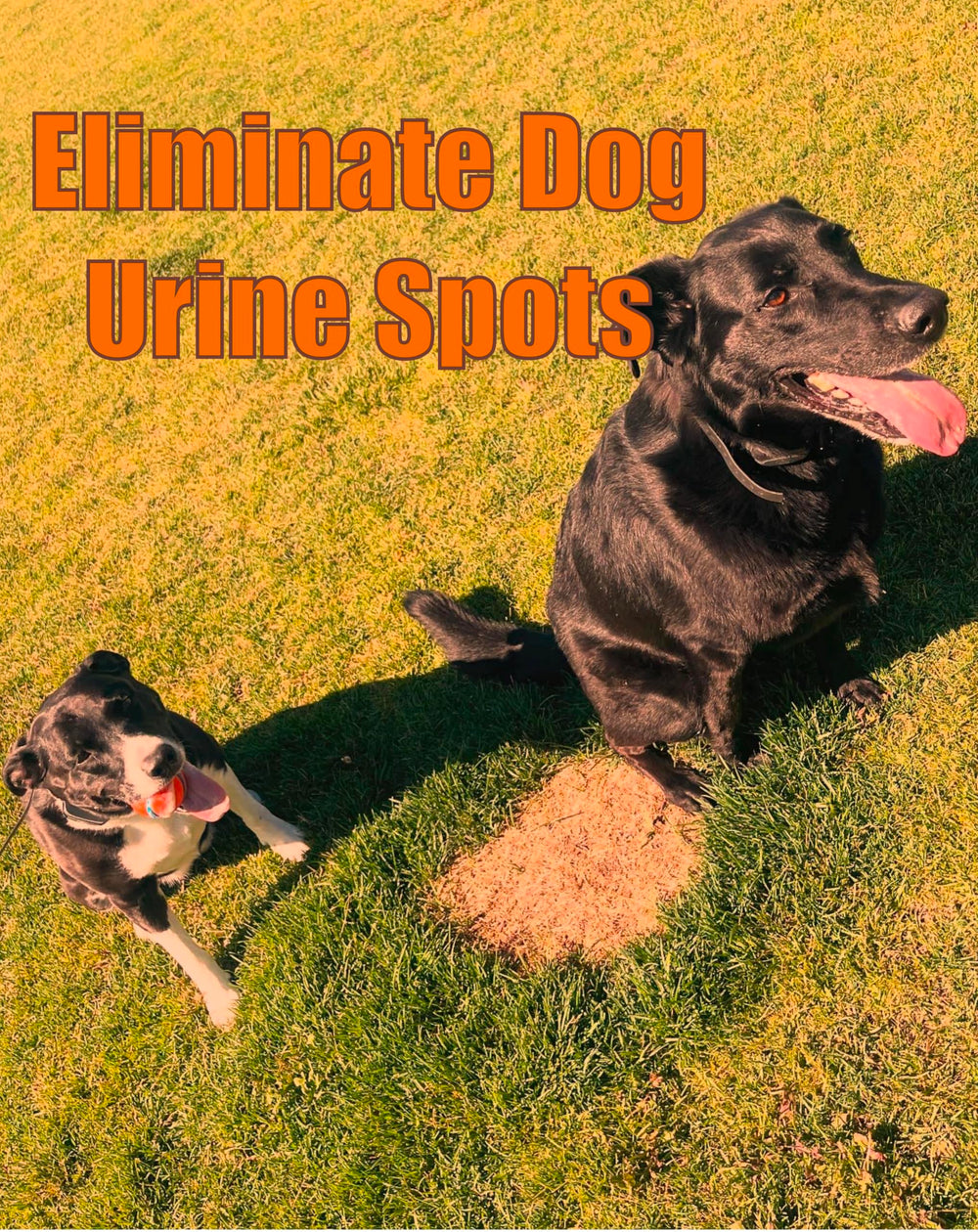 Volcanic mineral rocks used in dog water bowl