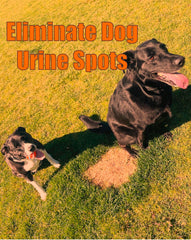 Volcanic mineral rocks used in dog water bowl