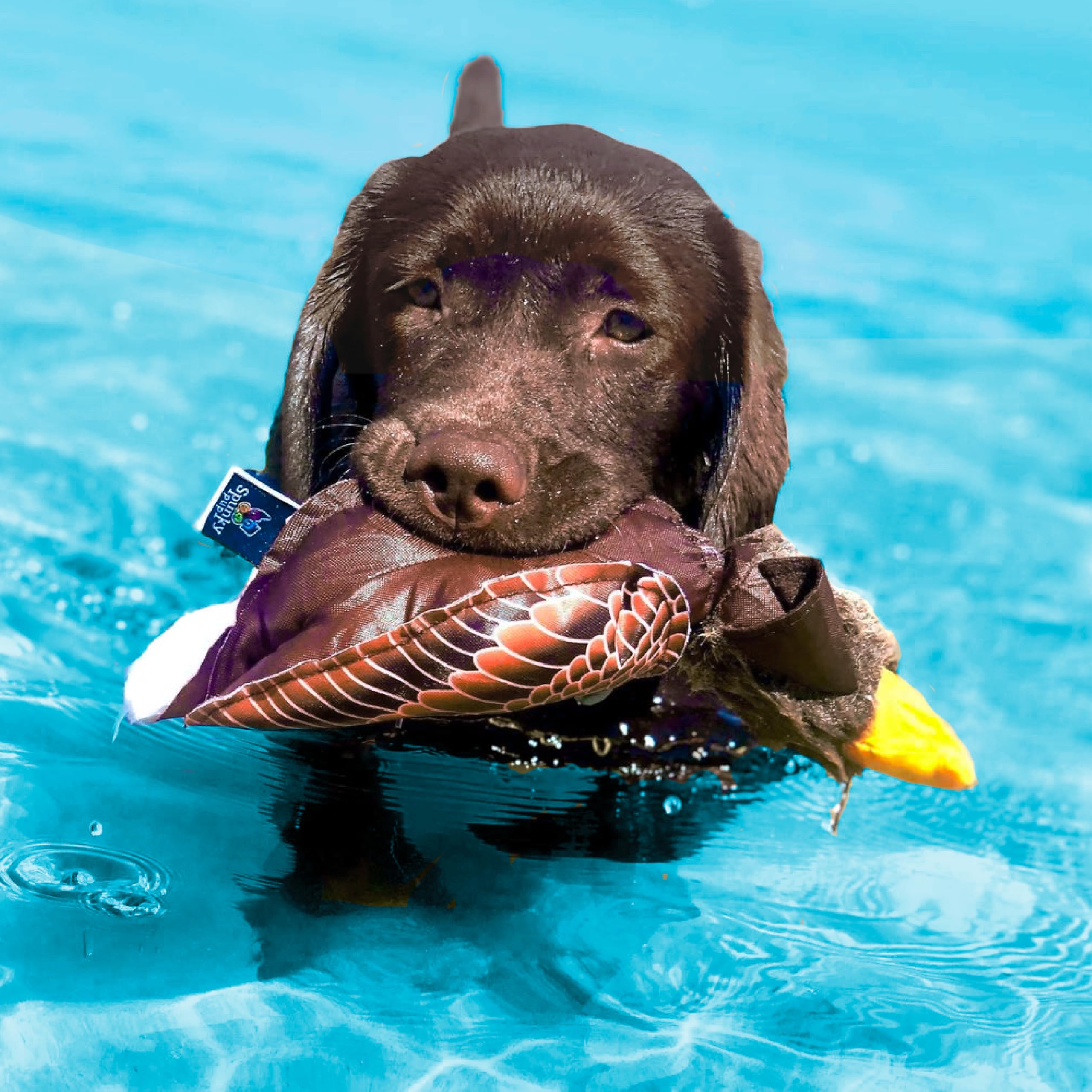 Spunky Pup Eagle toy in dog's mouth during fetch for durable exercise and retrieval.
