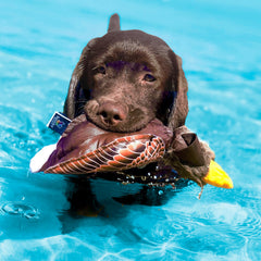 Spunky Pup Eagle toy in dog's mouth during fetch for durable exercise and retrieval.