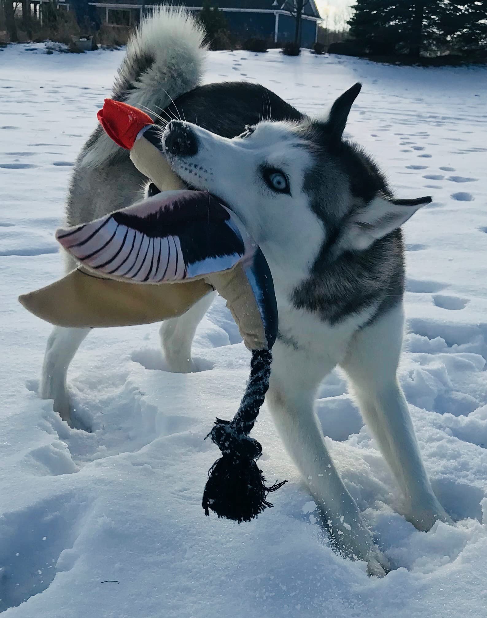Spunky Pup Fly & Fetch Duck close-up reveals ballistic nylon, plush fabric, and cotton rope for rugged play