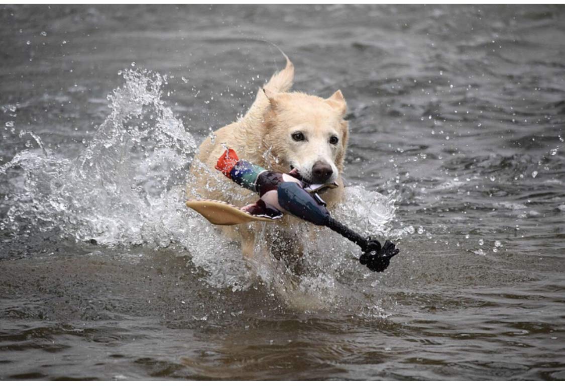 Close-up of Spunky Pup Fly & Fetch Duck texture and durable materials