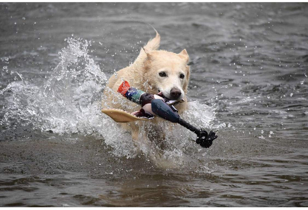 Close-up of Spunky Pup Fly & Fetch Duck texture and durable materials