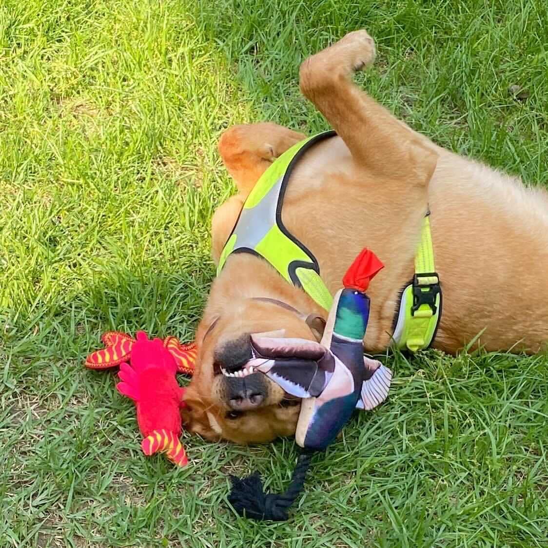 Spunky Pup Fly & Fetch Fish variant shown for water-friendly play and variety