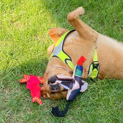 Spunky Pup Fly & Fetch Fish variant shown for water-friendly play and variety