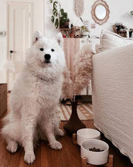 SPUNKYJUNKY double-bowl design keeps food and water separate in a tidy setup