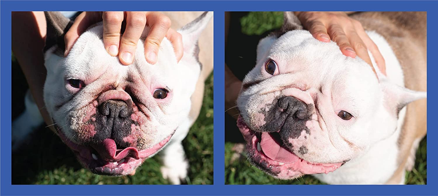 Squishface dog-wrinkle-paste-applicator compatible with bulldogs for precise paste placement.