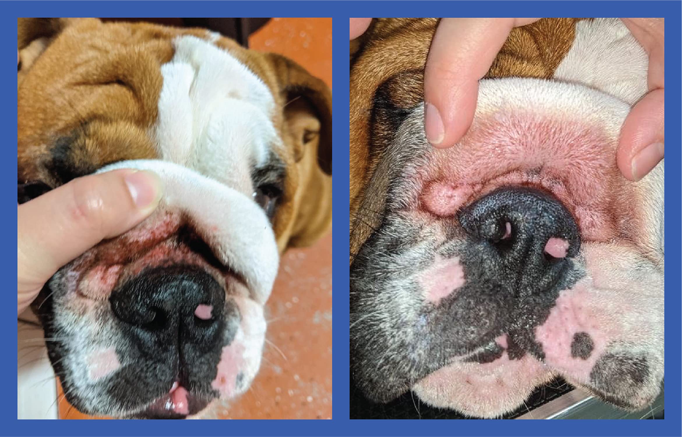Squishface Wrinkle Paste breed-compatibility-use suits bulldogs, french bulldogs, and pugs