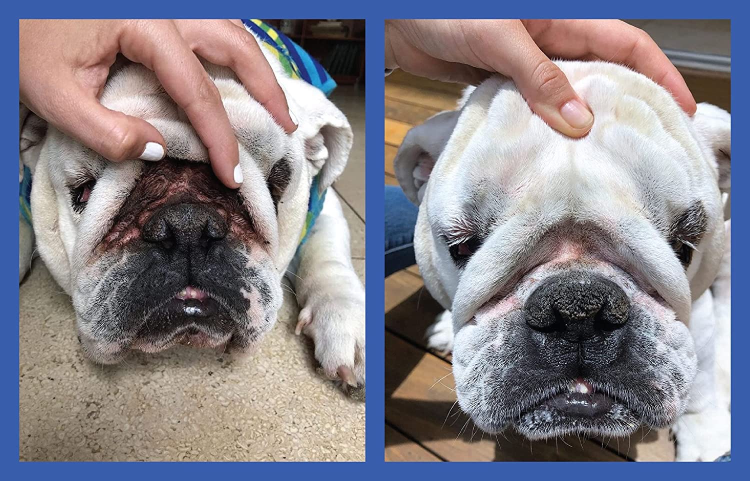 Squishface Wrinkle Wipes being used on a dog's face for safe cleanup.