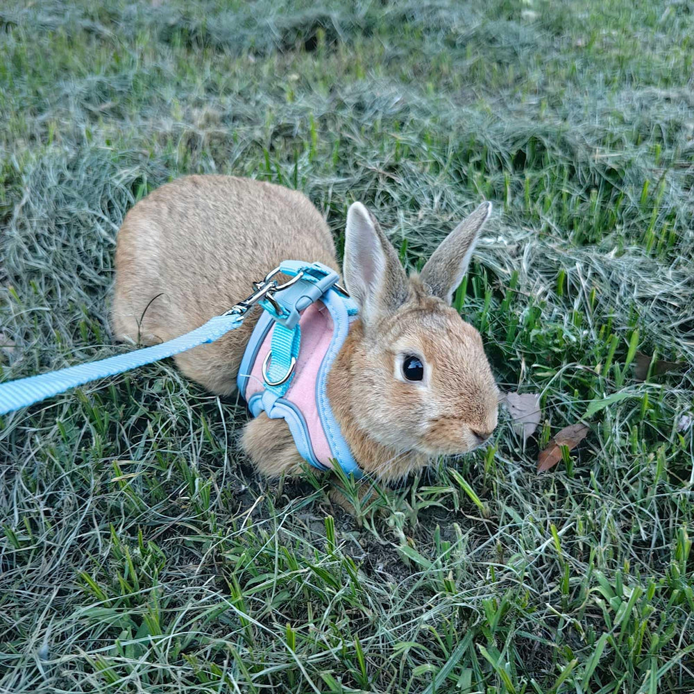 SQUSIMEI bunny harness powder blue in-use walking supports safety and comfort