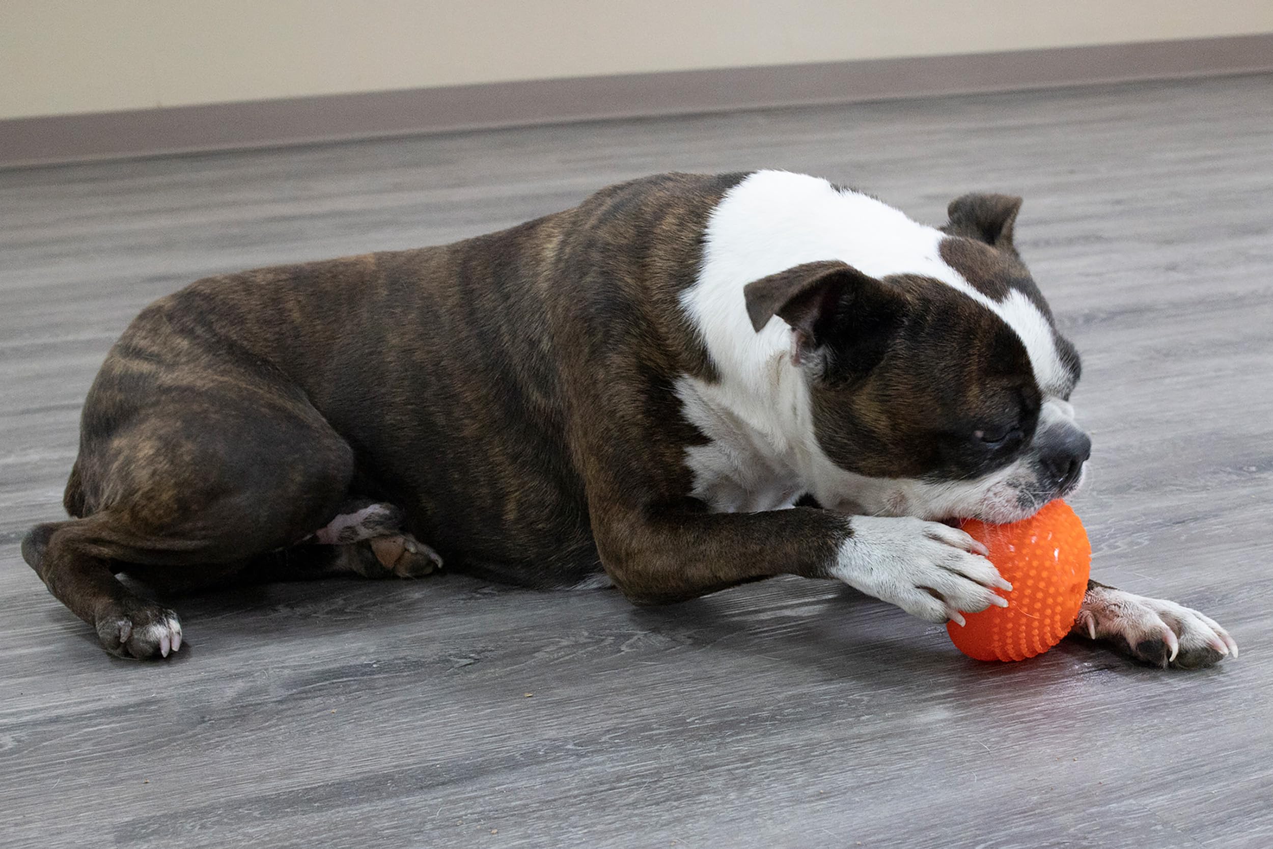 Starmark Everlasting Bento Ball all life stages suitable for dogs