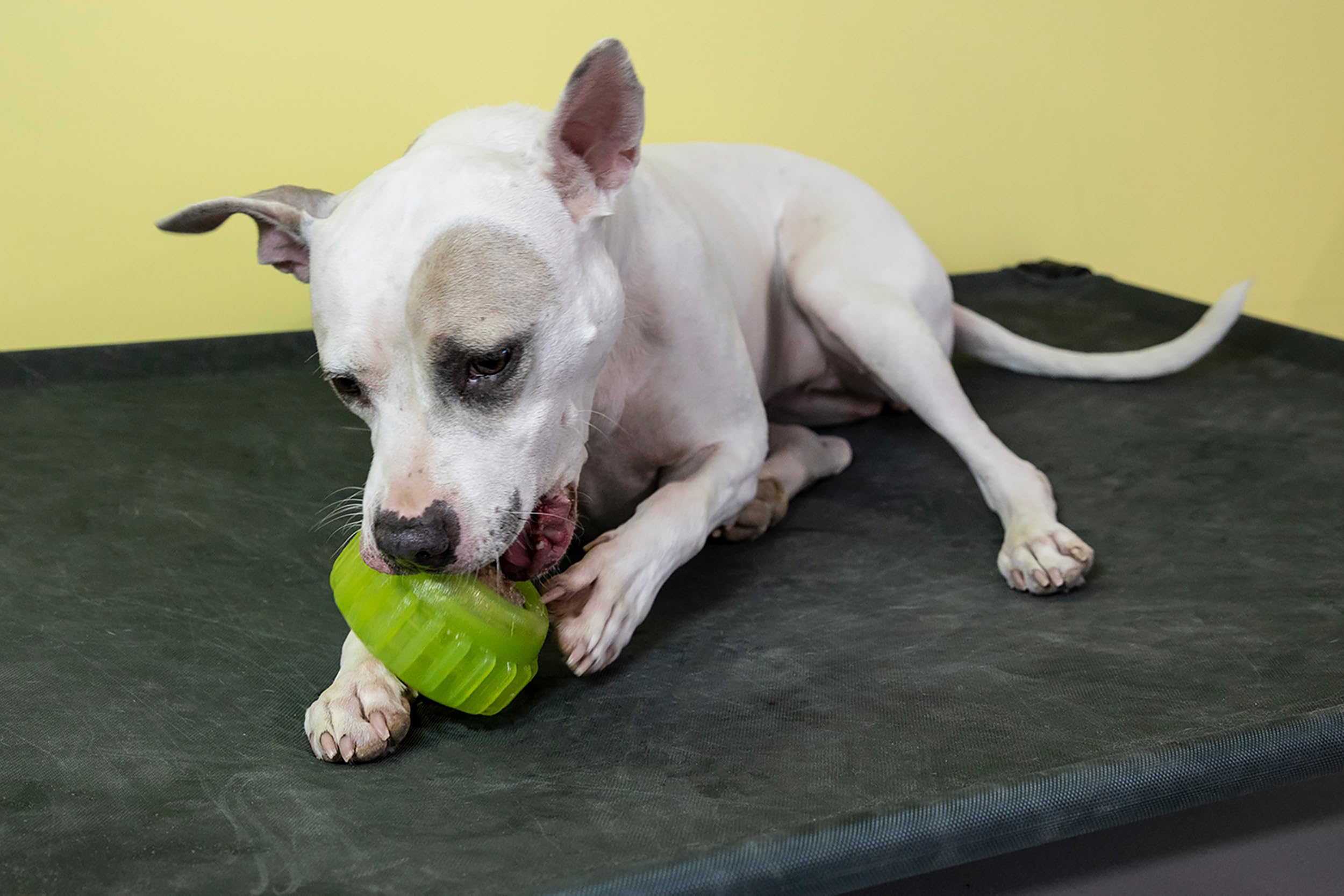 Starmark Everlasting Sprocket Small keeps dogs engaged during chew sessions.