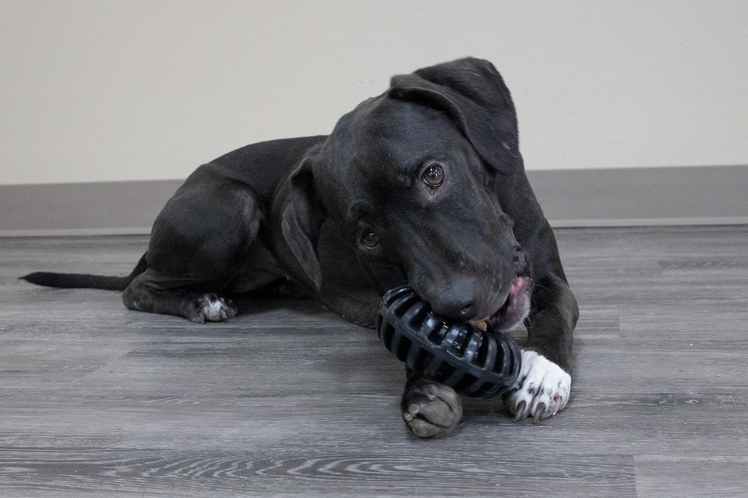 Starmark Everlasting Treat Wheeler in action, dog enjoys interactive play and reward