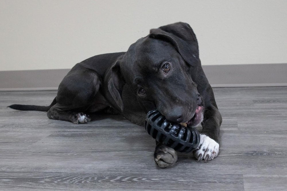 Starmark Everlasting Treat Wheeler in action, dog enjoys interactive play and reward