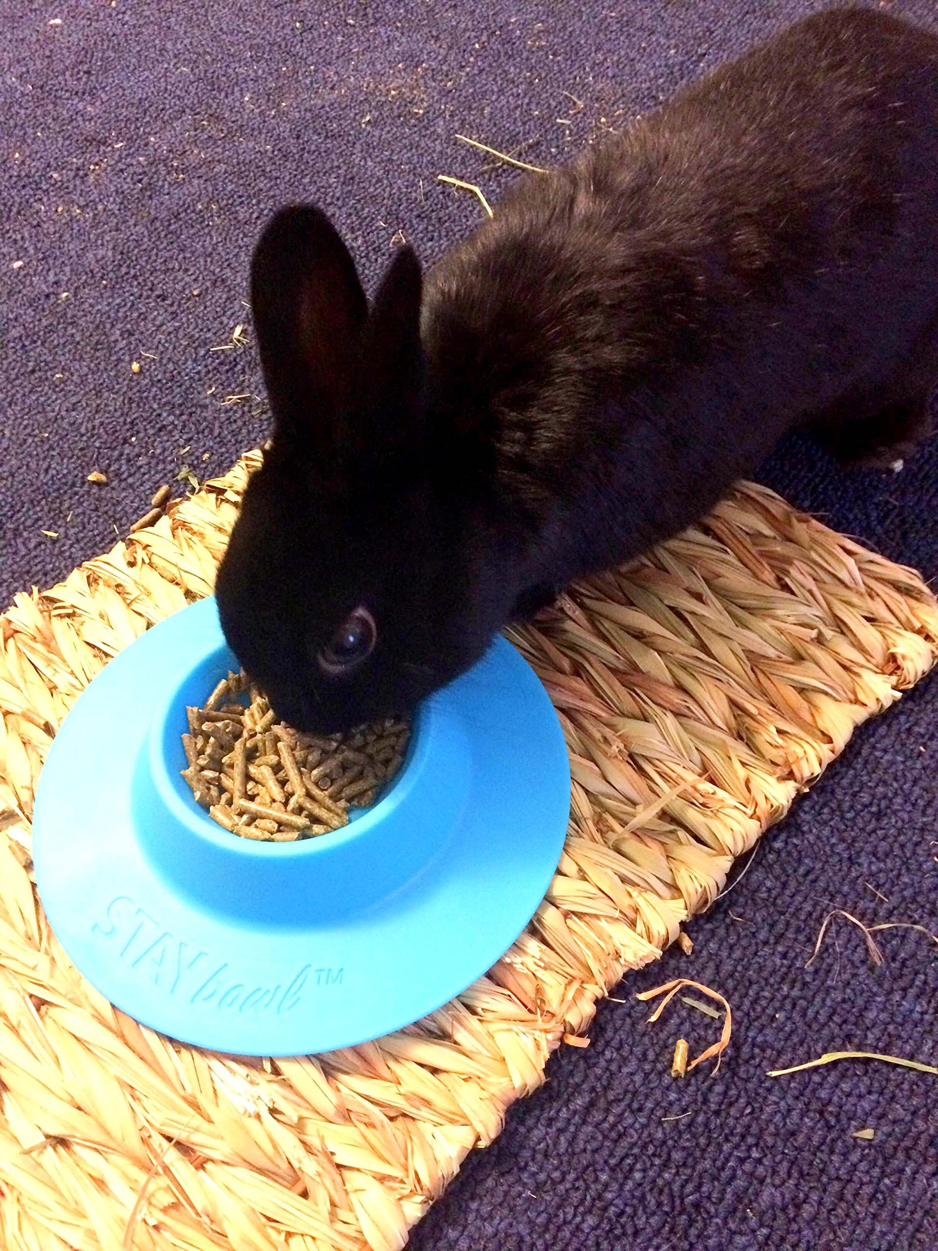 STAYbowl height 1.75 inches demonstrates compact design for small pets