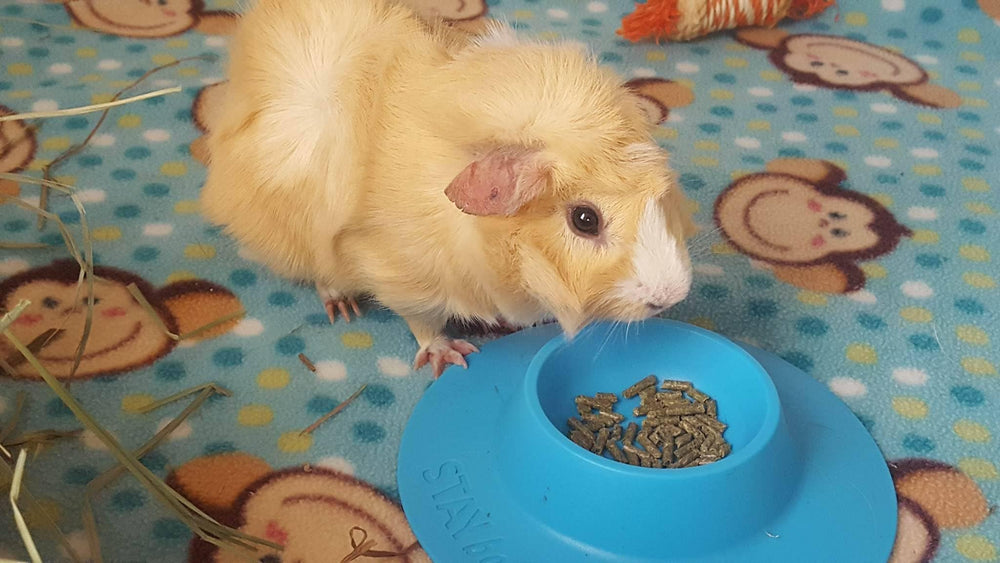 STAYbowl small-pets use with hedgehogs and rats in cozy setup