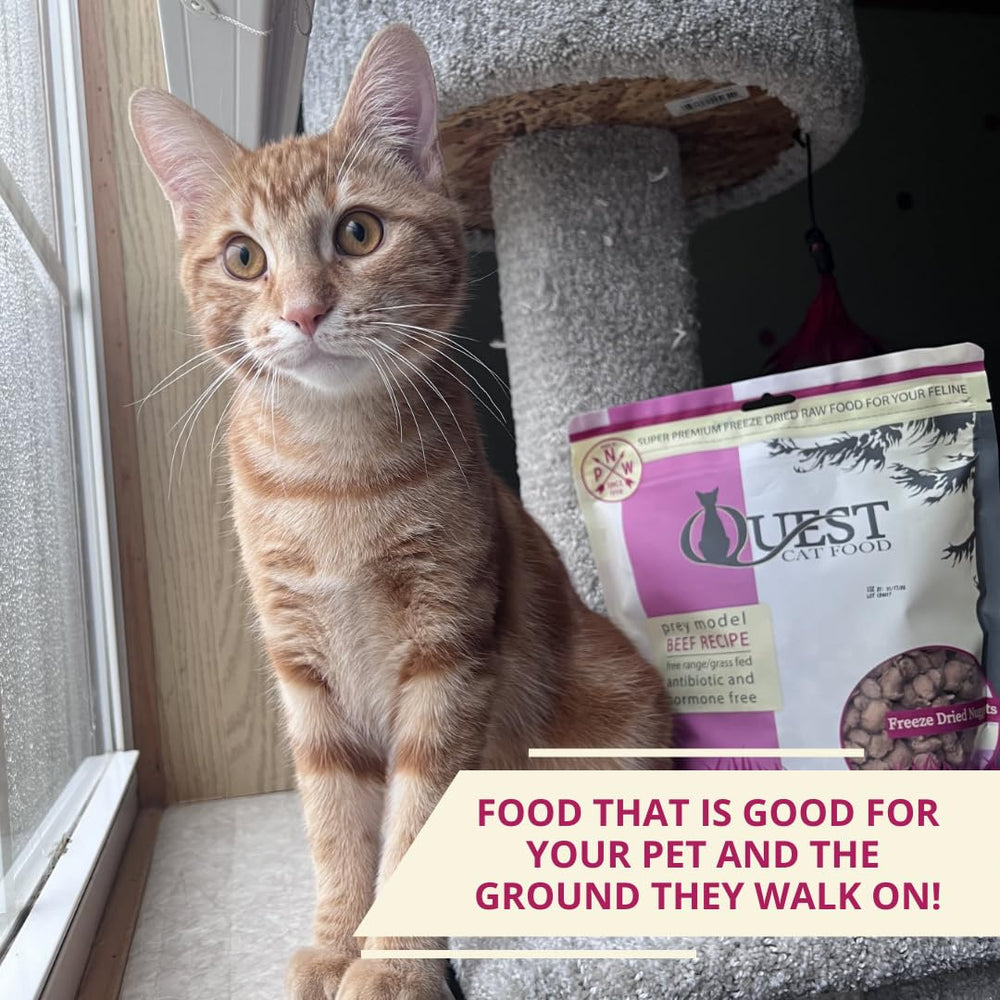 Picky cat enjoying Quest beef nuggets highlights palatability for selective eaters