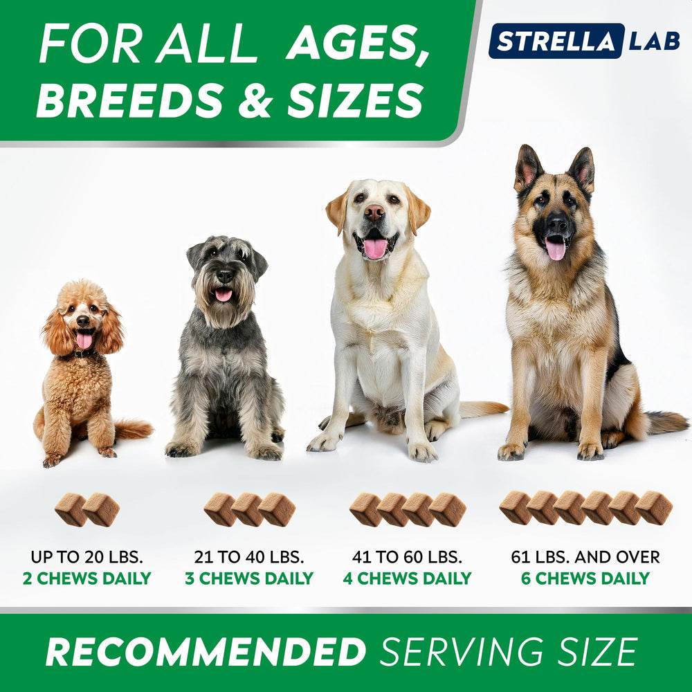 STRELLALAB dog with shiny coat after consistent allergy relief chews.