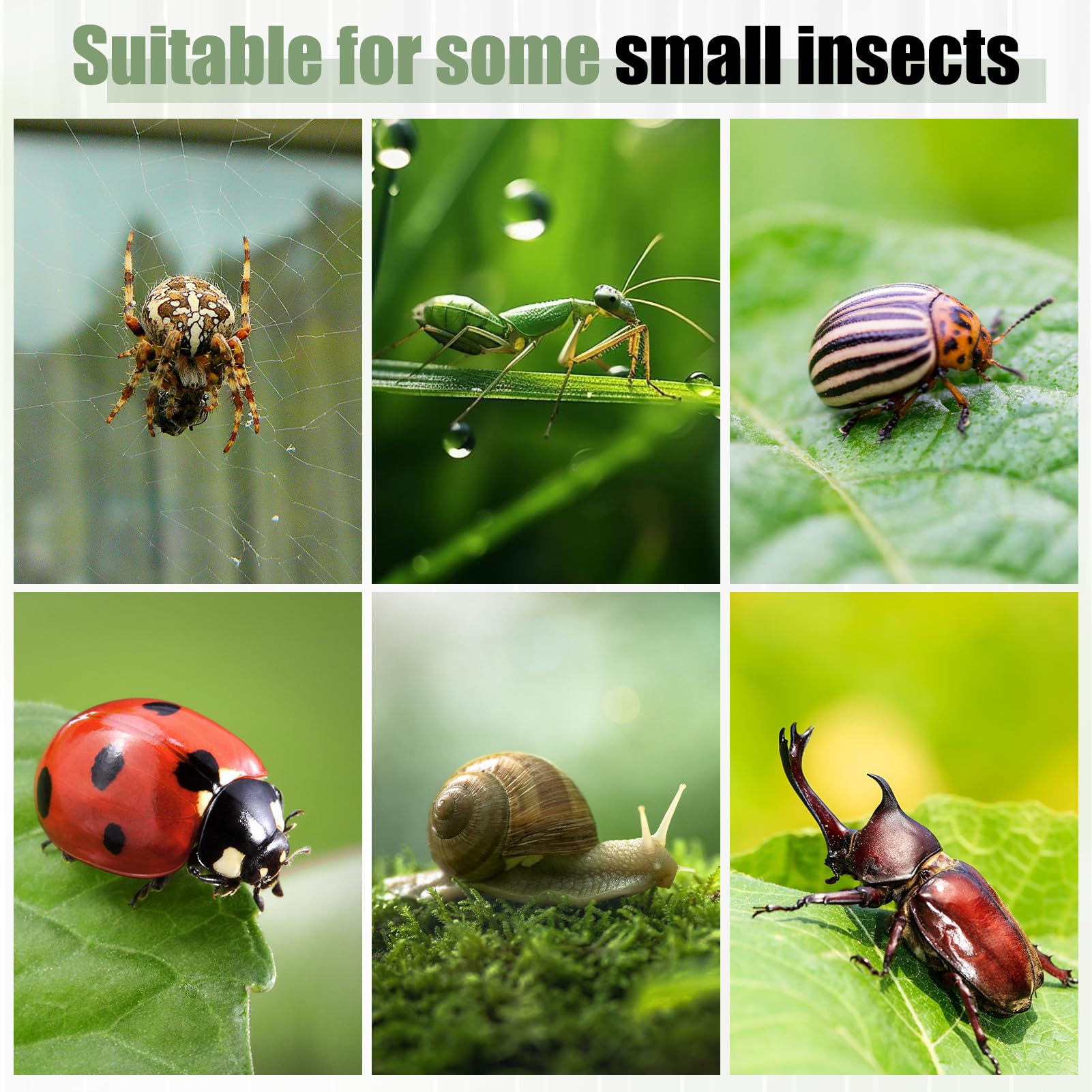 StyEdEk Jumping Spider Enclosure clear acrylic interior for unobstructed viewing.