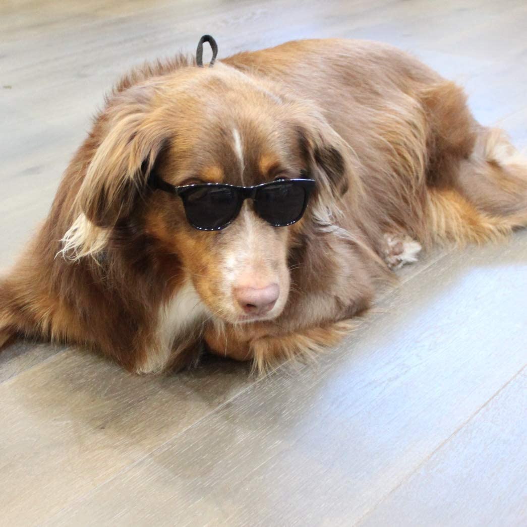 Style Vault G006 dog sunglasses flat lay with strap and accessories.