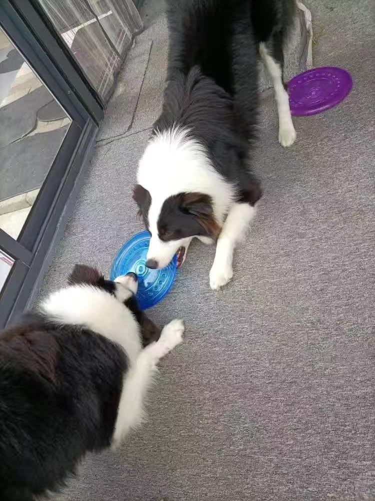 SUHEEUS 18.5cm disc, 90g, lightweight for easy handling.