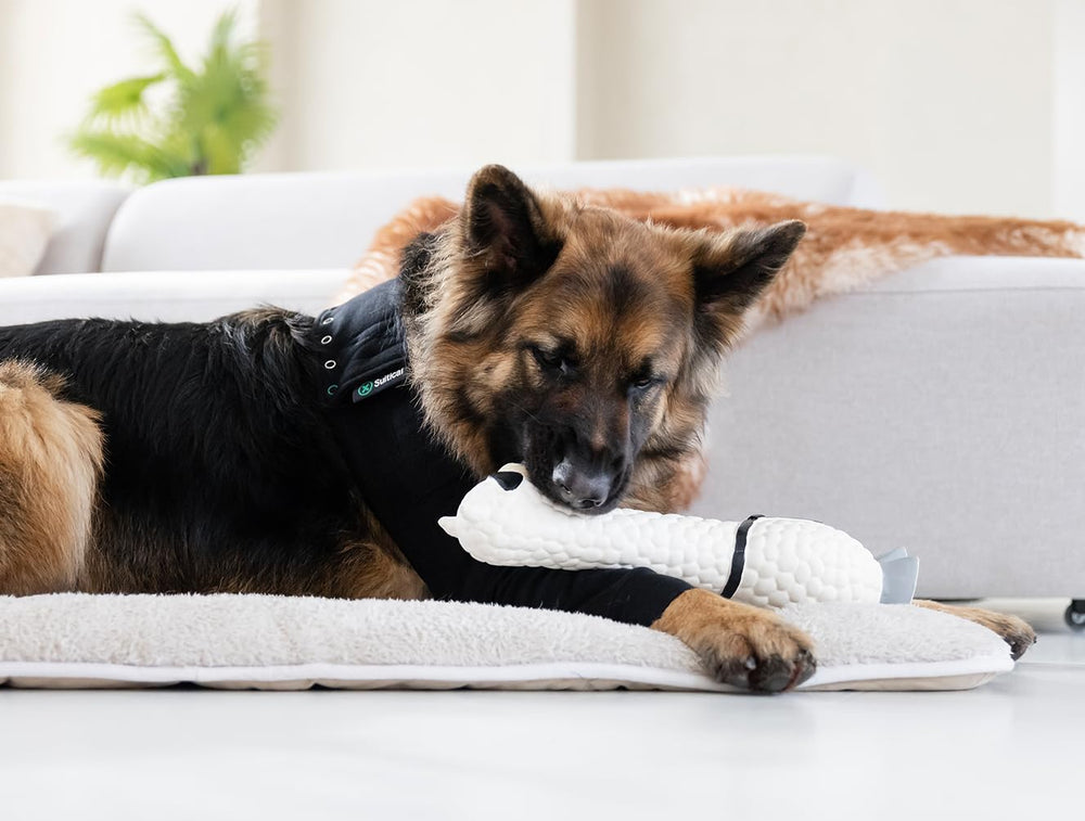 Suitical Recovery Sleeve for Dogs front leg lick-prevention use case