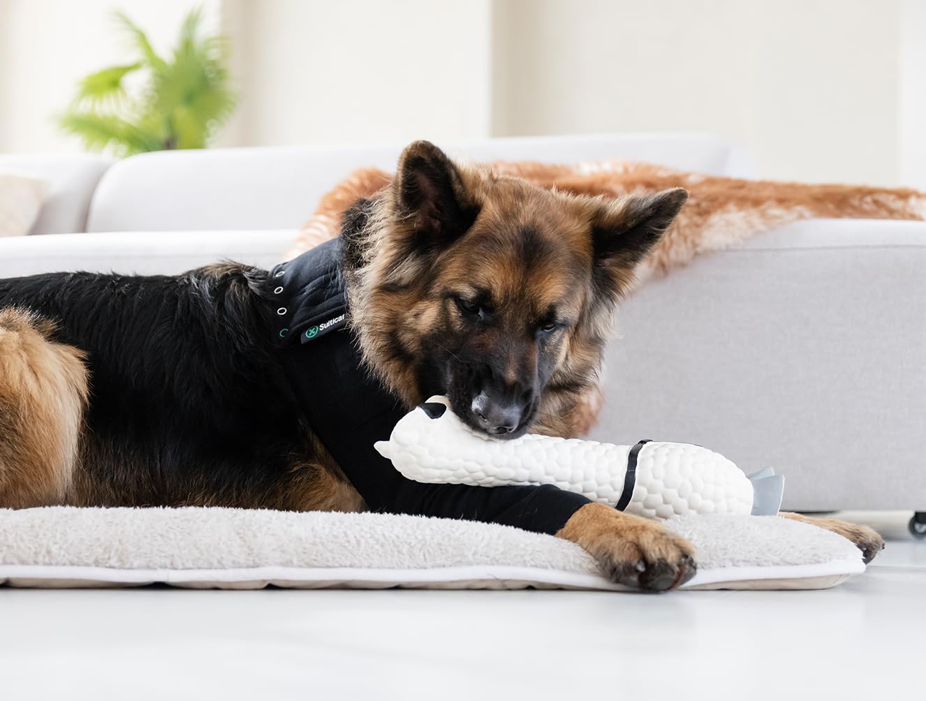 Suitical sleeve covers seams and hotspots on a dog's front leg for protection