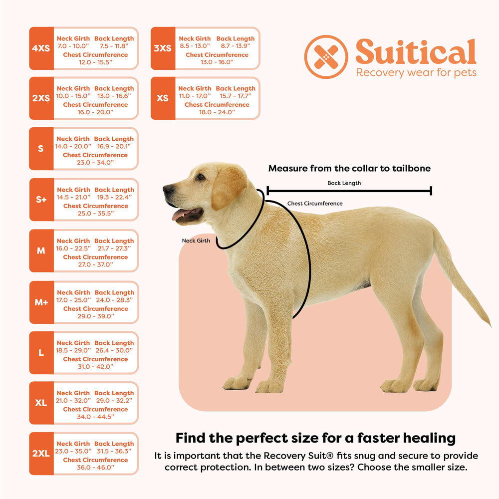 Suitical Recovery Suit on a resting dog demonstrates comfortable recovery use