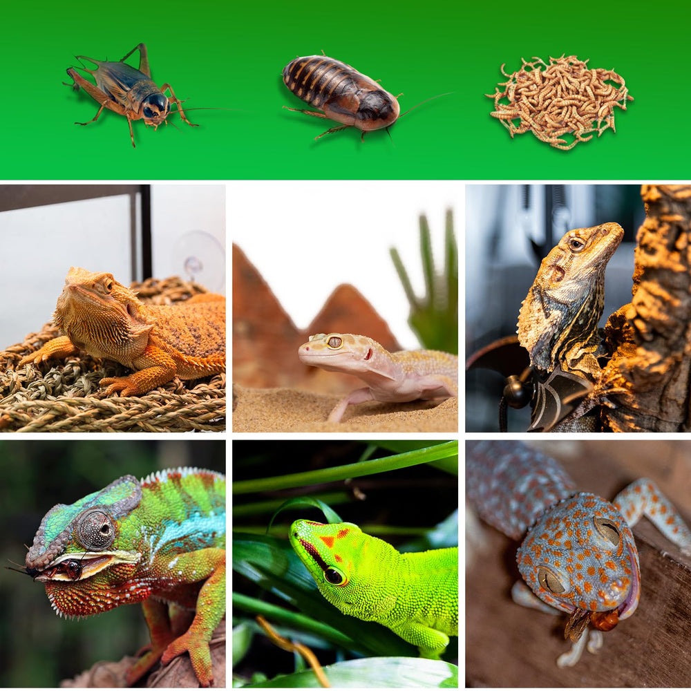 SUKEOPET suitable for bearded dragons, geckos, and more