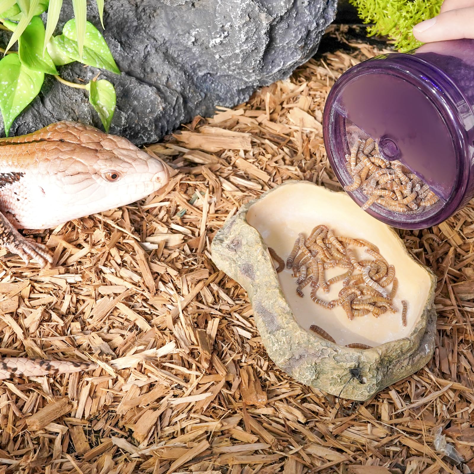 SUKEOPET cricket-calcium-powder-mixer nutrition-dusting enables precise dosing