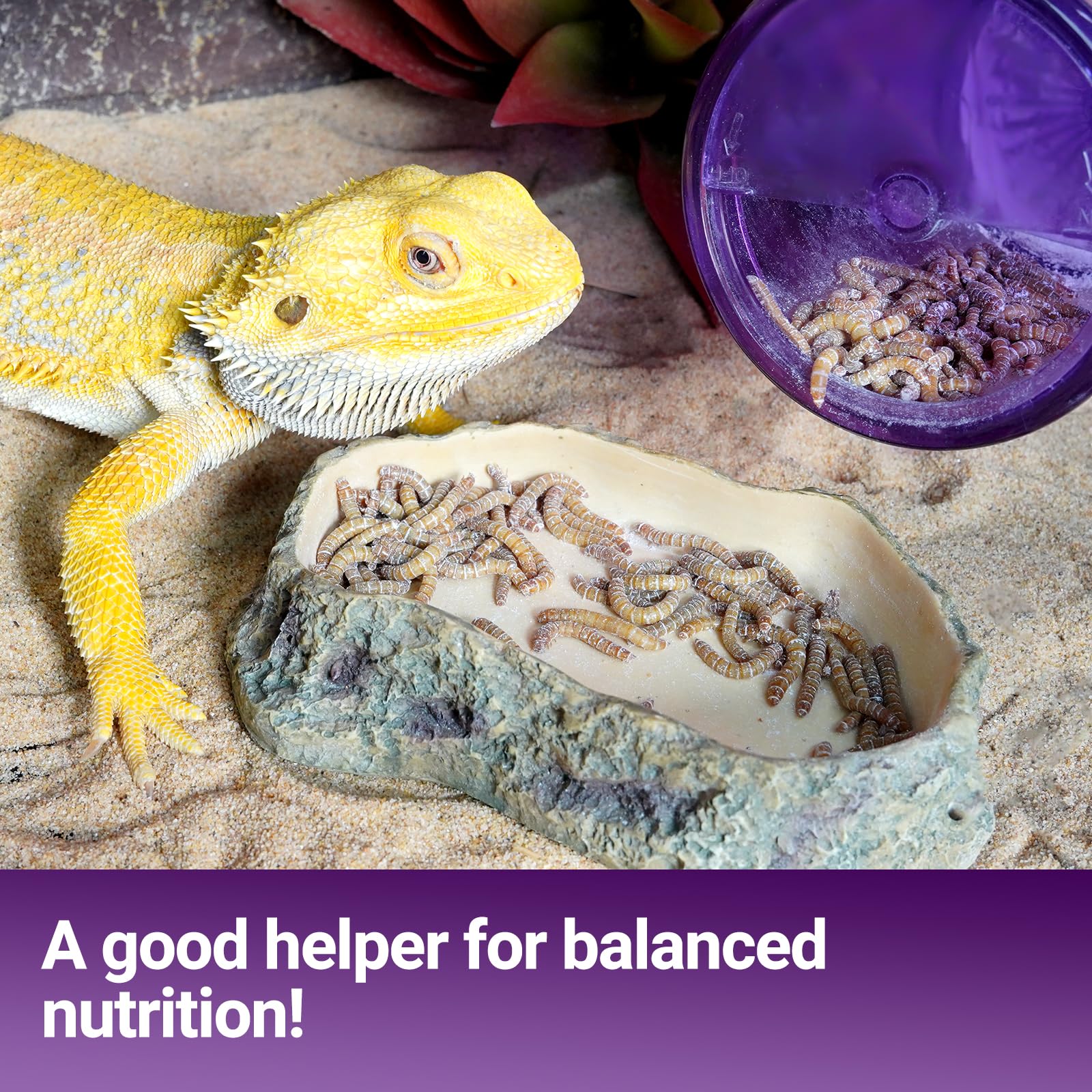 SUKEOPET cricket-calcium-powder-mixer shake-system enables quick, one-handed feeding