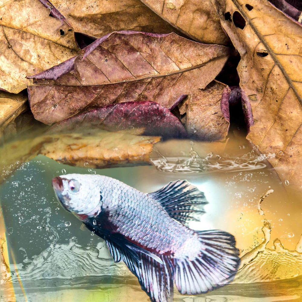 Sukh almond leaves supporting betta breeding with bubble nests