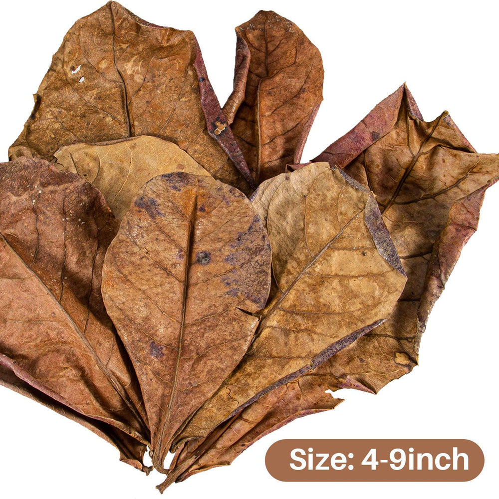 Sukh almond leaves in-tank setup creating tropical water tint