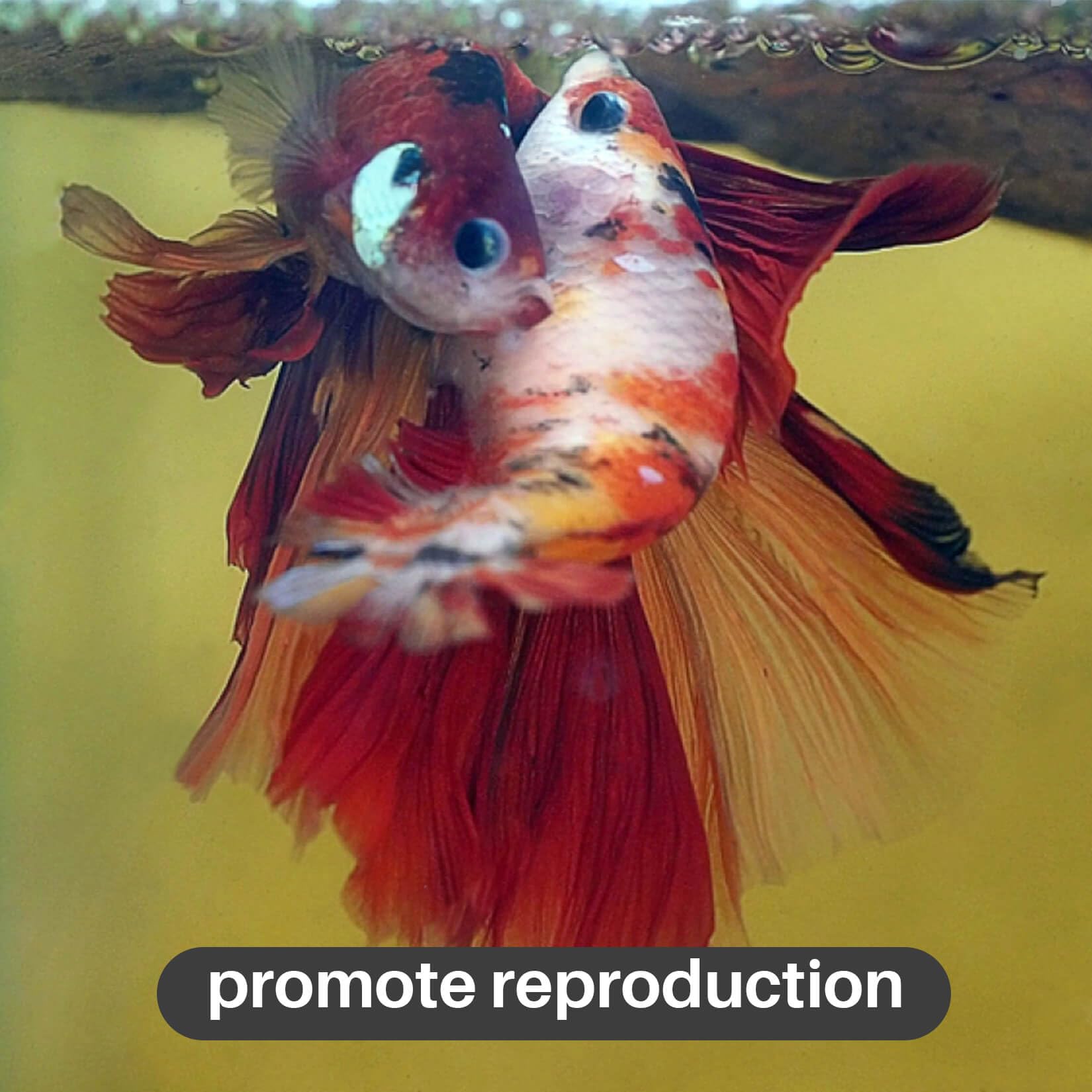 Sukh almond leaves preparation after boil to release tannins