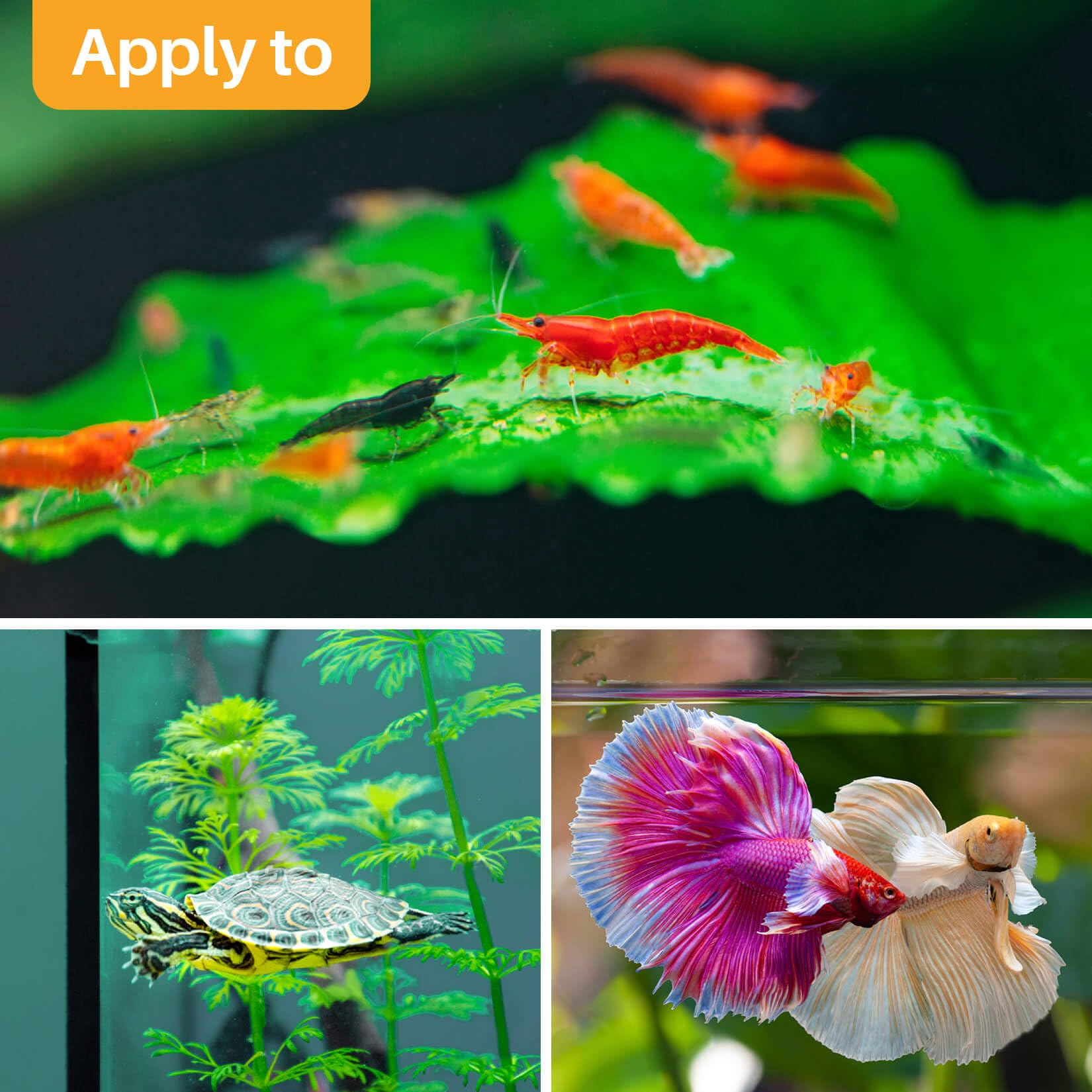 Sukh almond leaves color and texture mimic wild habitat for fish