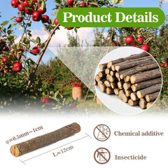 Gerbille utilisant un bâton pomme Sukh, activité naturelle et stimulation mentale.