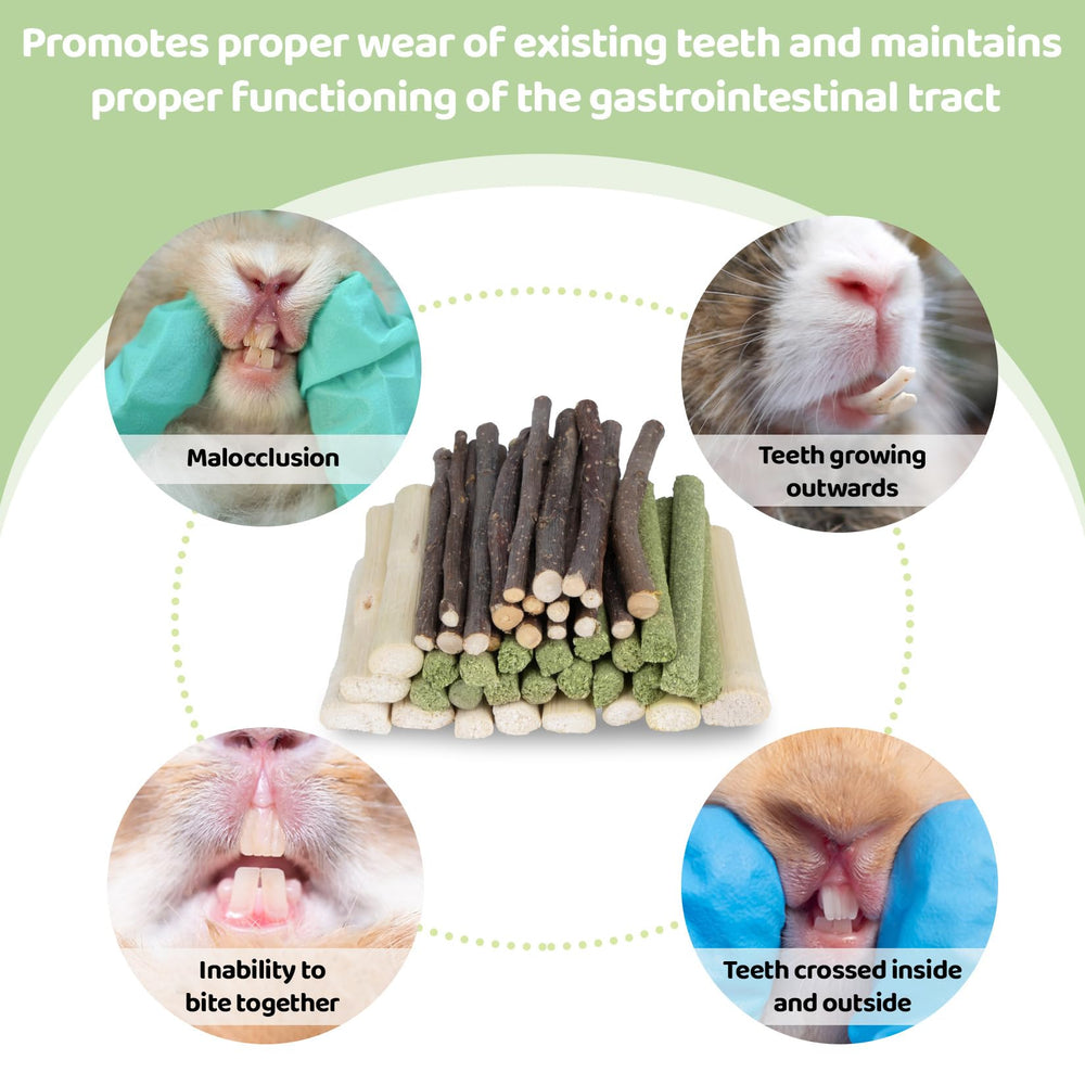 Sukh guinea-pig or bunny enjoying crunchy sticks in play.