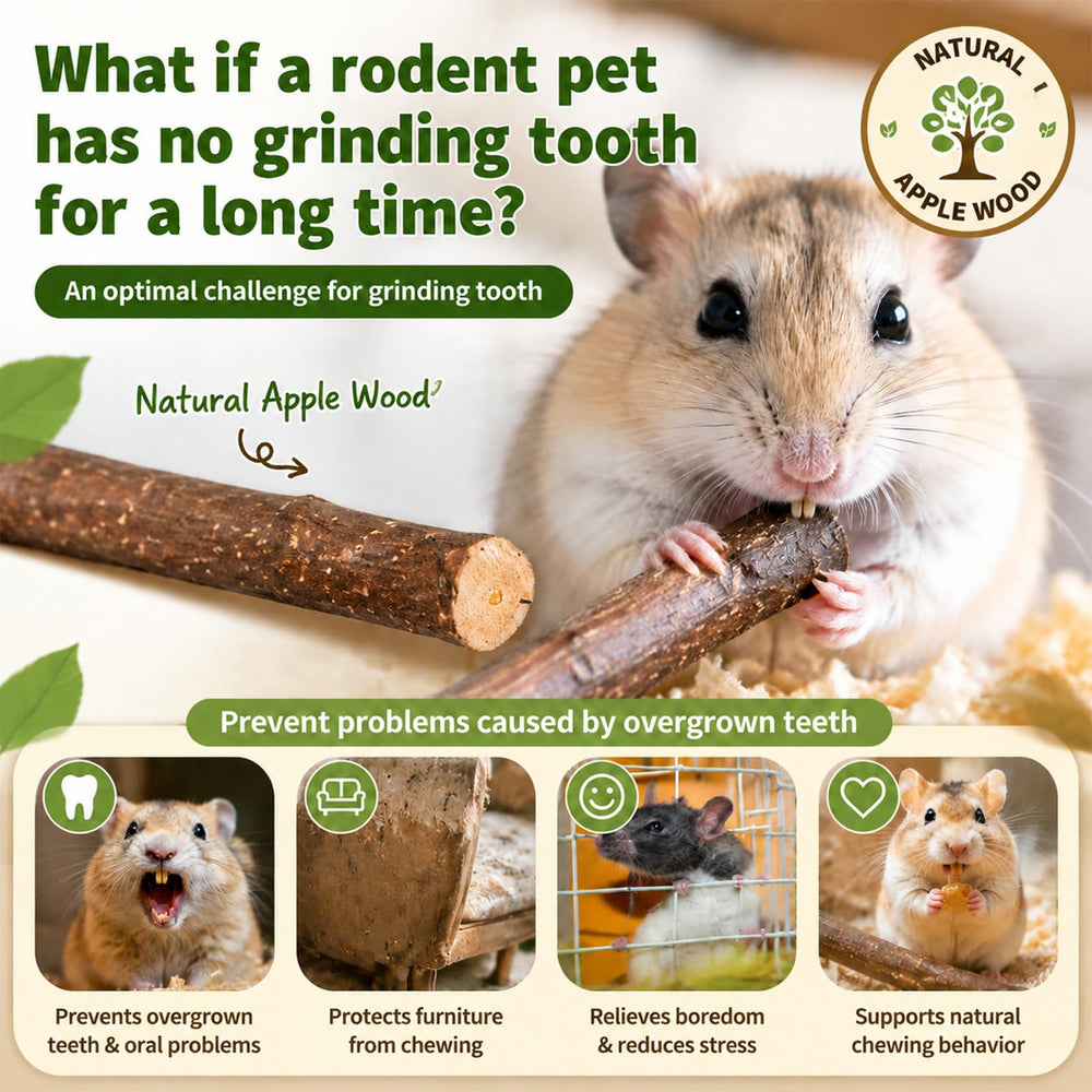 Hamster mâche un bâton pomme Sukh, divertissement sain et dentition entretenue.