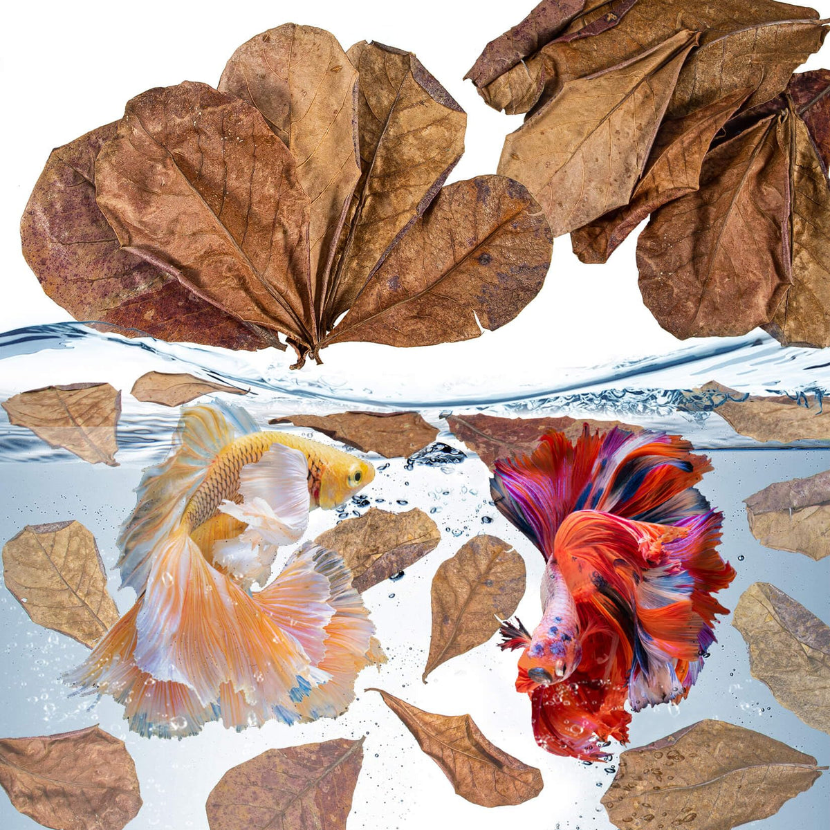 Sukh Indian almond leaves pack of 30 for natural betta habitat